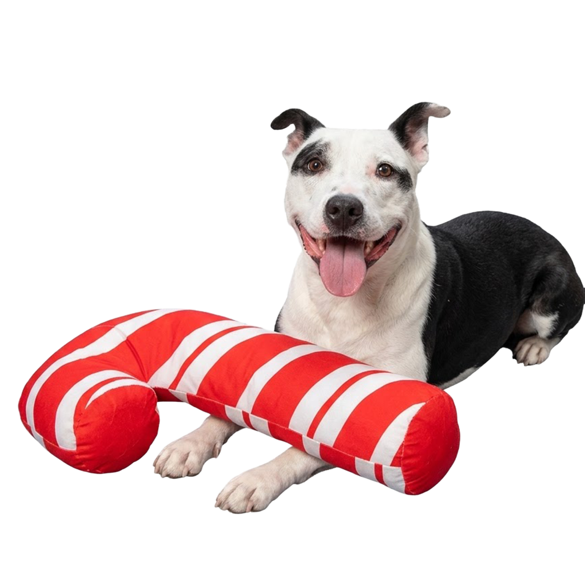 Grandy Cane Plush Extra-Large + Tug Dog Toy