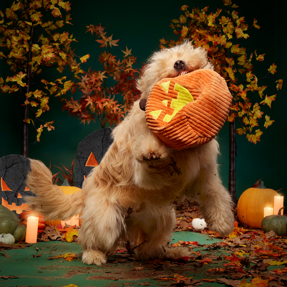 Chumpkin Plush Tug Dog Toy