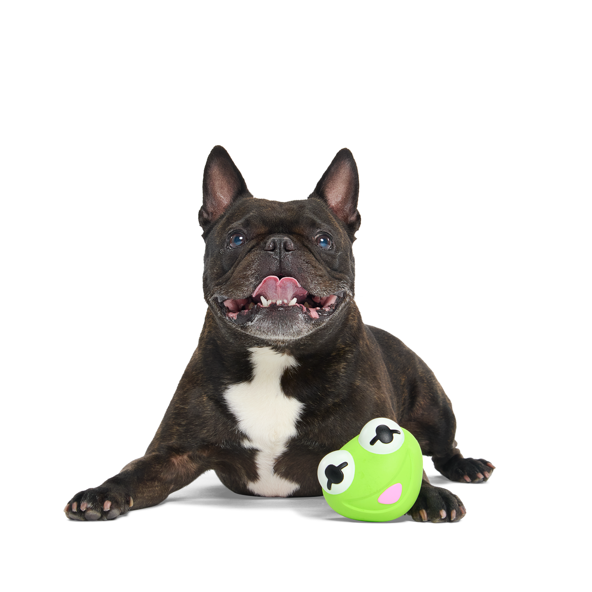 Kermit the Frog as “Bouncing Bob Catch-It" Super Chewer Durable Fetch Dog Toy