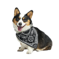 Witch Dog Bandana